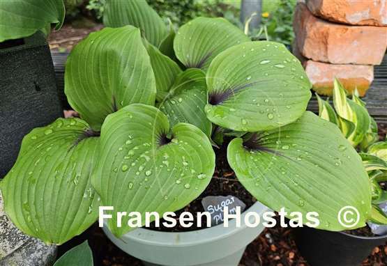 Hosta Sugar Plum  